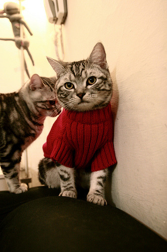 三国交锋:中国仰泳缺乏爆点