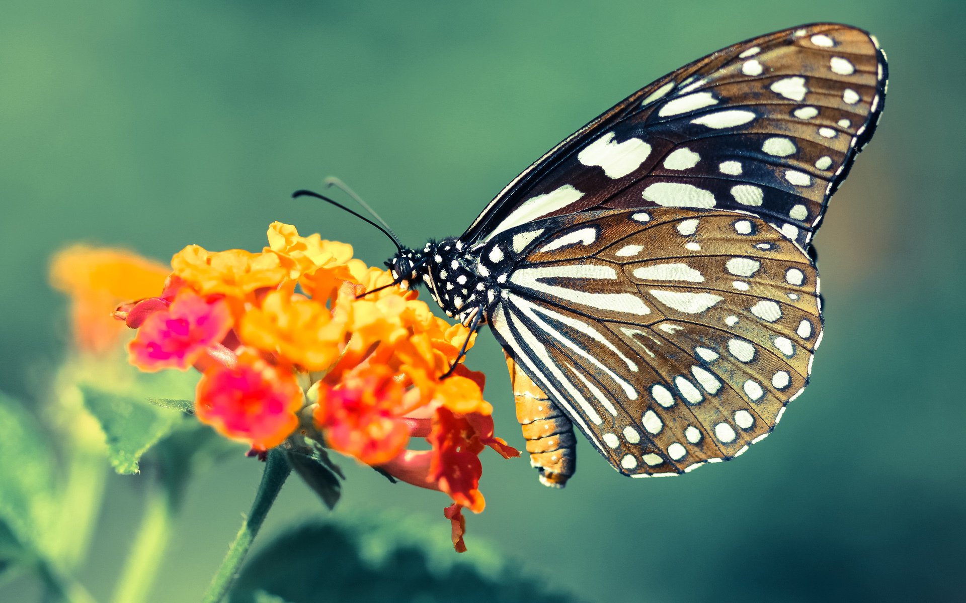 女子中距离自由泳格局美队主导，女子4×200米自由泳接力美国队