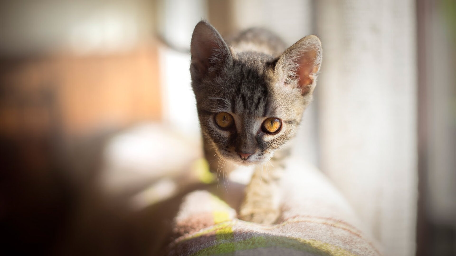 羽毛球战术训练模块系统化提升实效,羽毛球技战术分析