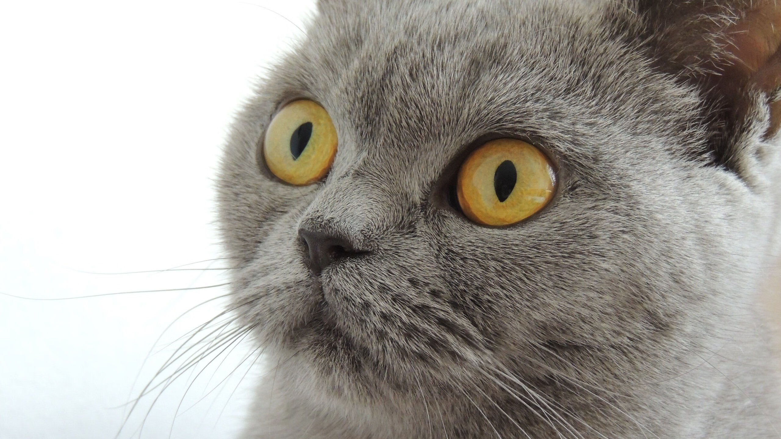 华体会登录地址-世界杯百年经典：那些令人难忘的巅峰对决，世界杯经典瞬间