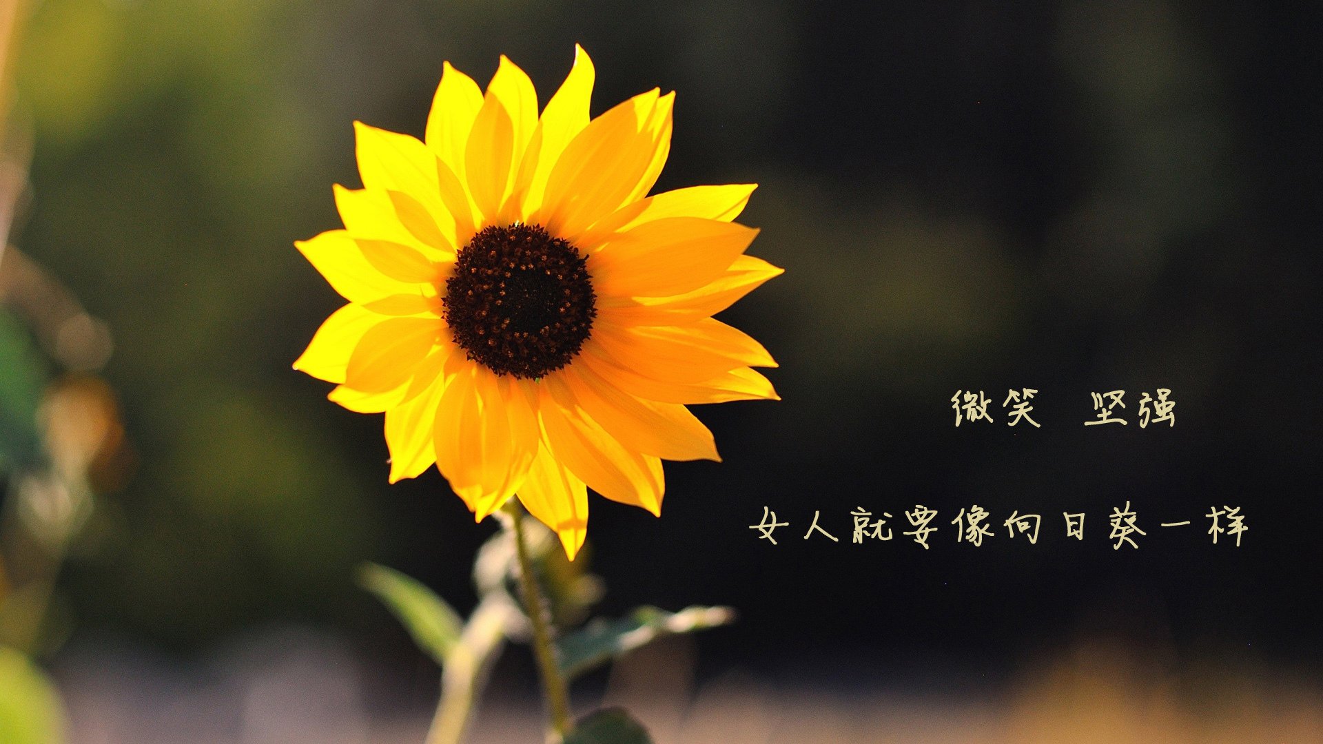 华体会手机在线-希腊男篮在国际比赛中持续发光，欧洲劲旅再显风采，希腊男篮实力如何