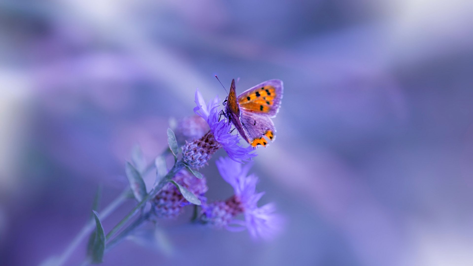 华体会官方网站-湖人才华少年新秀首秀登场，湖人2020年选哪位新秀