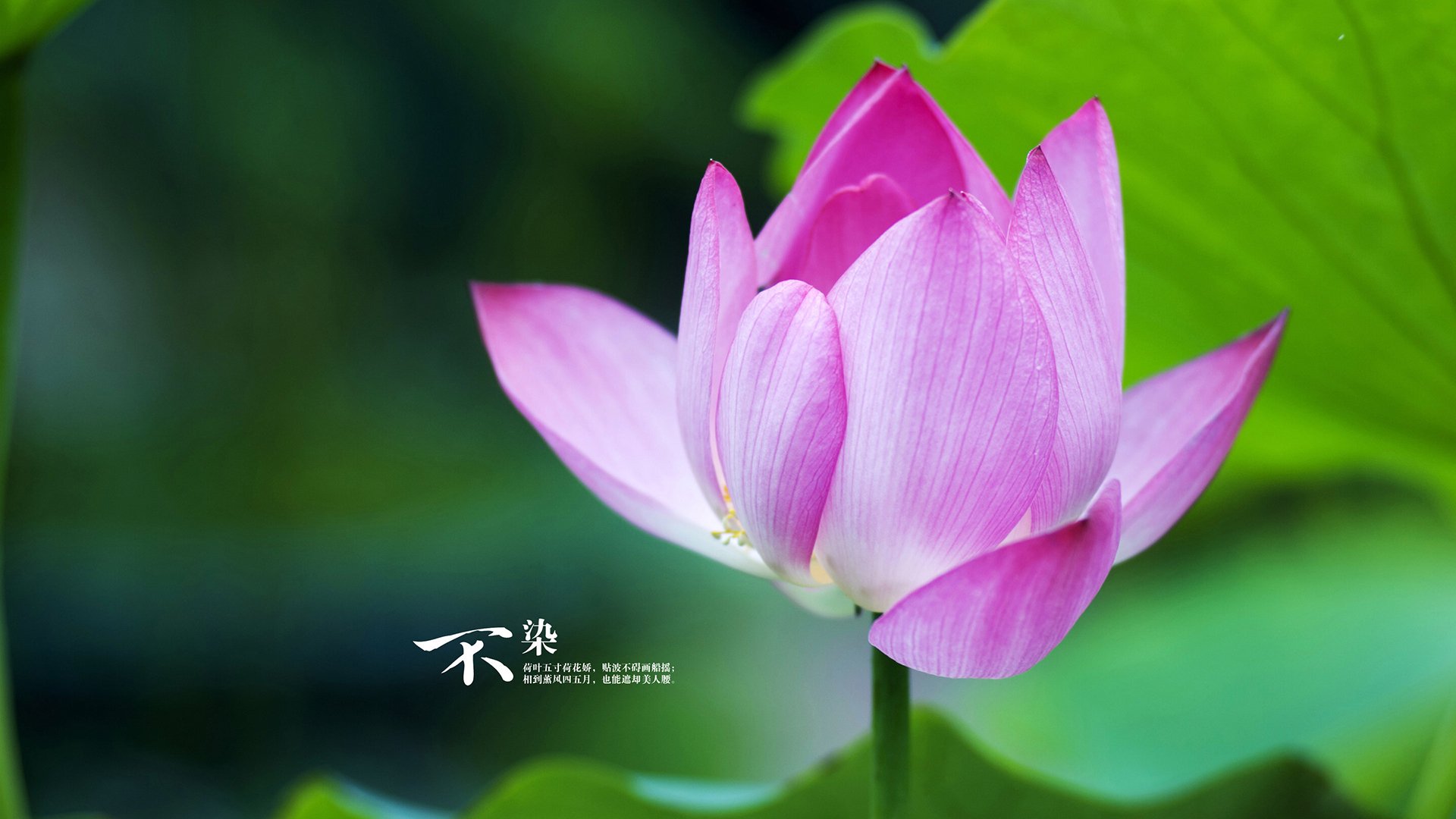 美洲杯大战瞬间:精彩片段集锦无限想象空间,美洲杯经典比赛