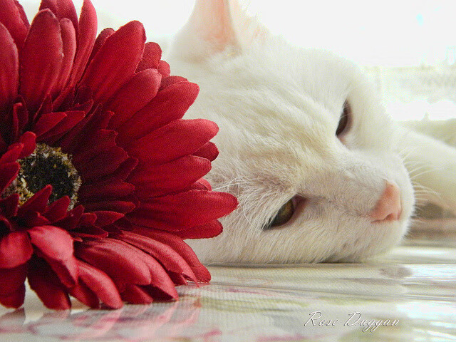 华体会app安装-羚羊队的战术打法：稳固防线与锐利反击，完美契合现代橄榄球，ncaa羚羊