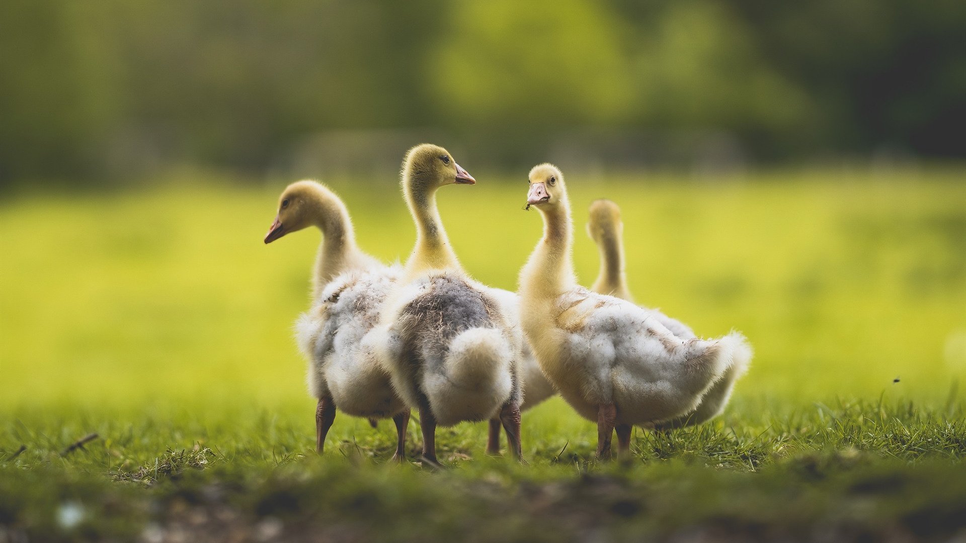 跳水赛场希腊稳健收官,希腊跳远夺冠